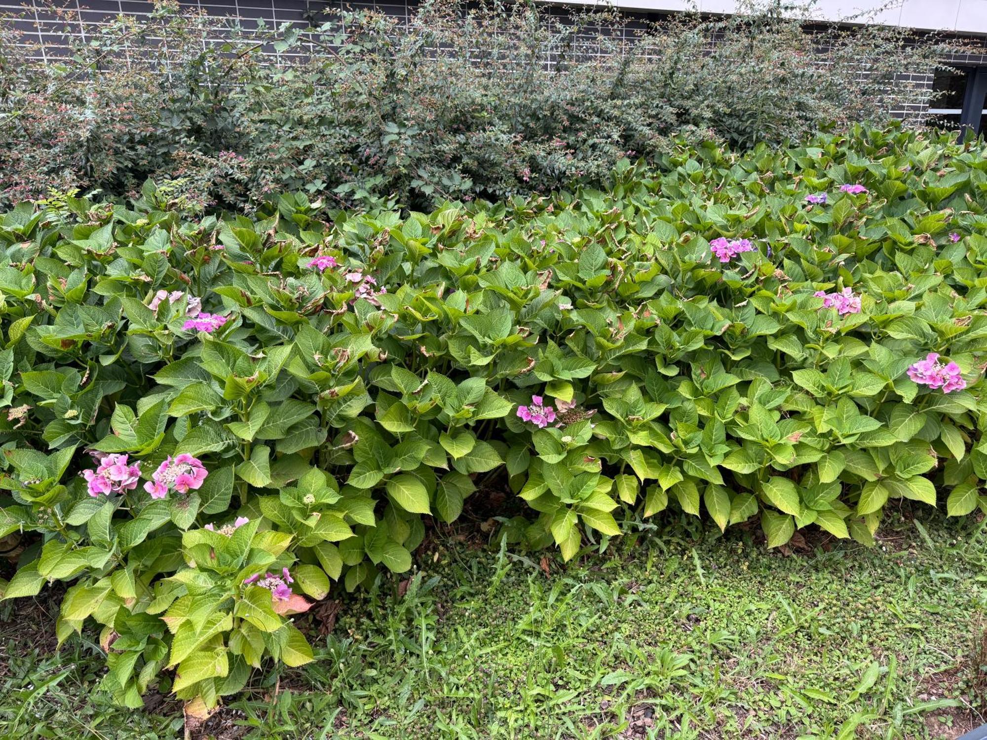Jardins De La Noue Daire Villeneuve-la-Garenne Dış mekan fotoğraf